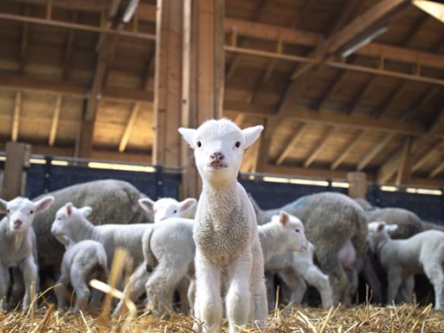 Livestock Camera installers in Driffield